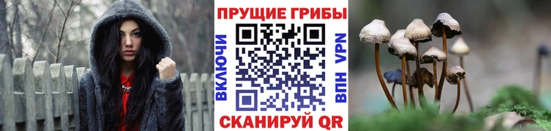 купить наркоту  Полярные Зори  Псилоцибиновые грибы прущие грибы 